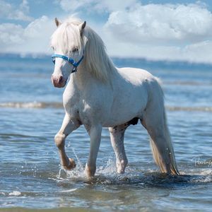 Meet your Posher, Renae